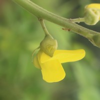 Crotalaria micans Link